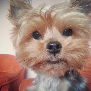  Web klubu-We love dog :)